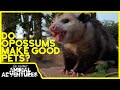 Do OPOSSUMS make good PETS?