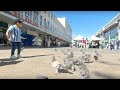 VR180° Pigeons are entertaining