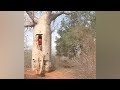 Baobabs Converted Into Water Reservoirs In Ampotaka Madagascar 