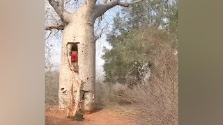 Baobabs Converted Into Water Reservoirs In Ampotaka Madagascar