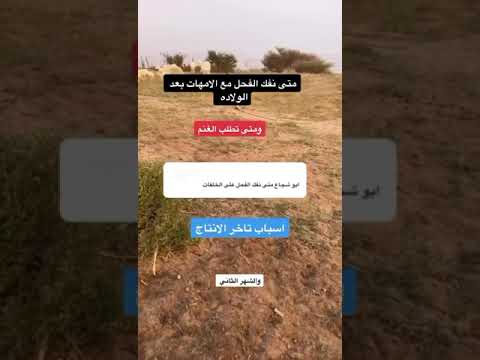 متى نفك الفحول على الاغنام بعد الولادة متى الوقت المناسب لفك الفحول على الغنم بعد الولادة