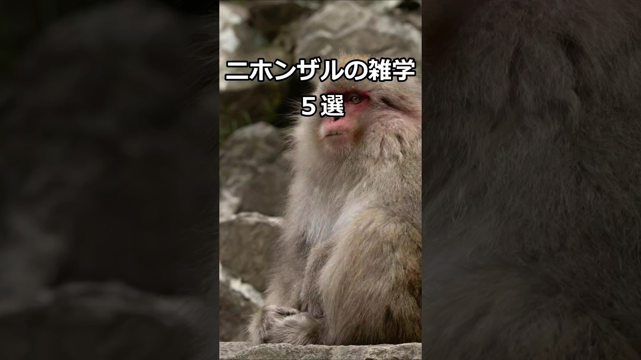 ニホンザルの雑学5選 #雑学 #ニホンザル #豆知識シリーズ