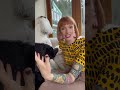 Part 3 Transition to @fluentpet Connect