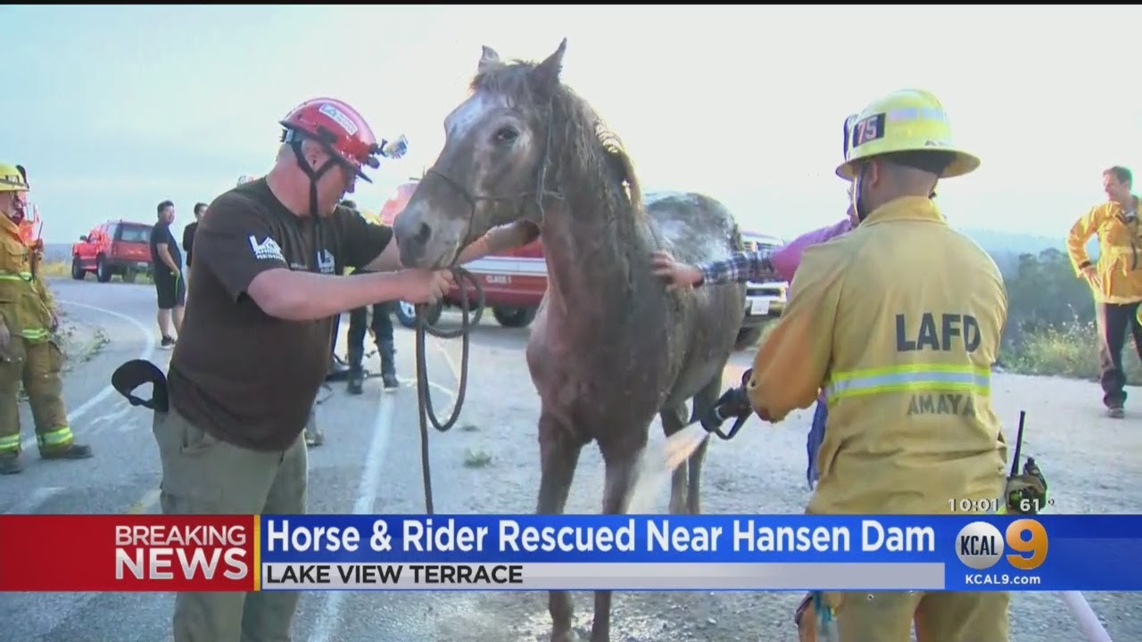 Firefighters Rescue Horse Stuck In Deep Mud Near Lake View Terrace ...