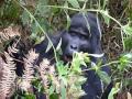 Mountain Gorilla Silverback in Virunga National Park, Uganda