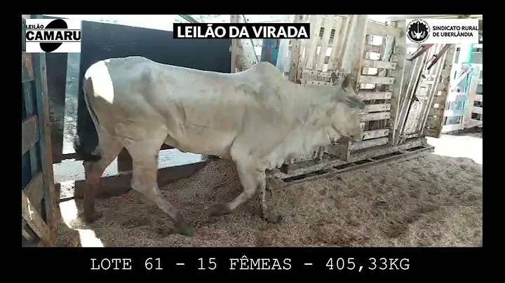 LOTE 61   15 FÊMEAS   405,33 KG