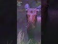 A Moose Cow with a white spot