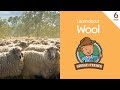 Wool from Sheep with George the Farmer