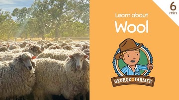 Wool from Sheep with George the Farmer
