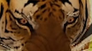 Dead Rising 2 Off the Record: Tiger Woods
