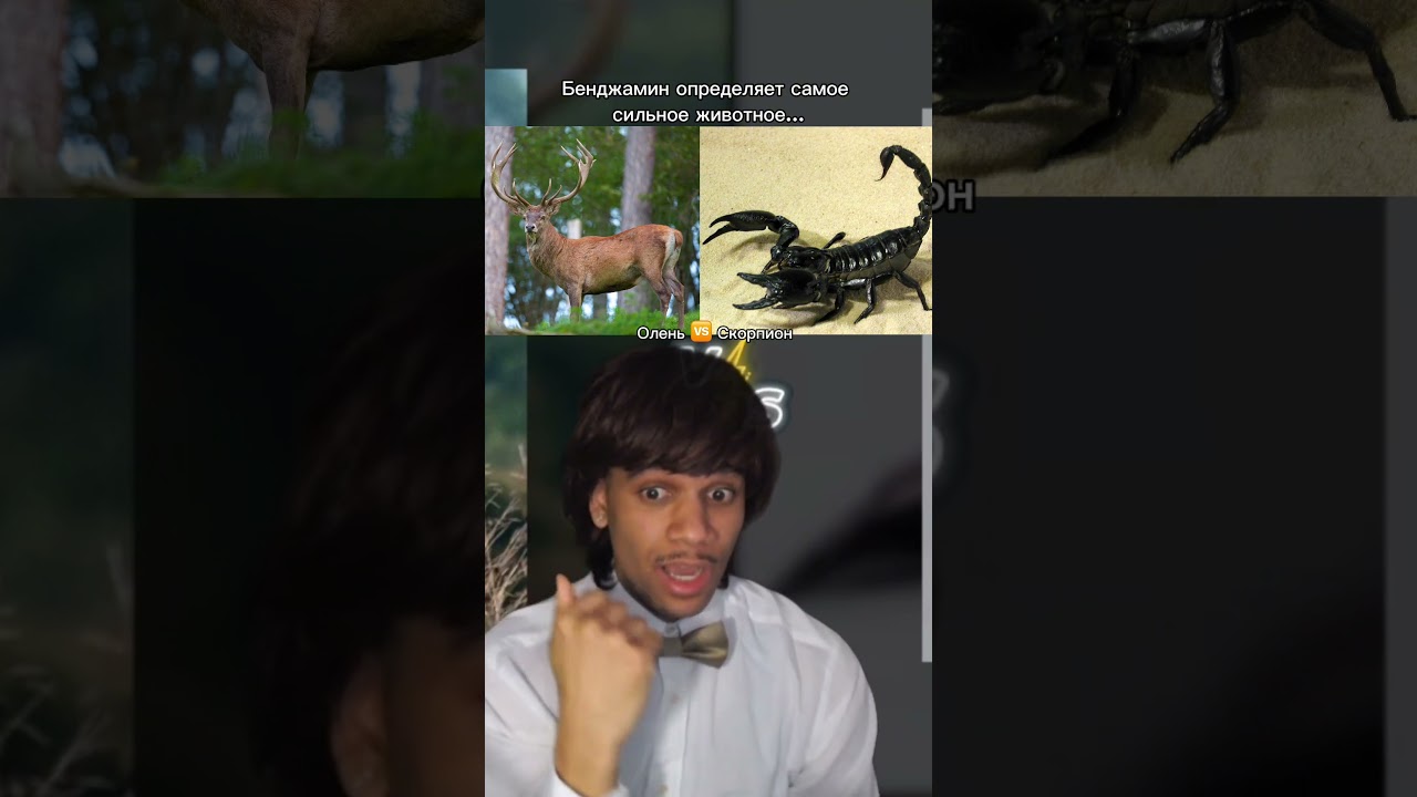 Бенджамин определяет самое сильное животное в мире (1/16 финала)