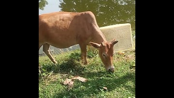Sapi lucu Lembu Lembu Lucu Suara Sapi Sapi moo   #lembulucu #sapilucu #lembu