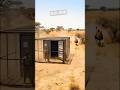 Lion attack | African Lion attack #tiktoktrend #china #ChineseTrend #shorts