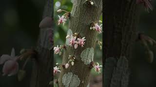 From Seed to Chocolate Amazing Cocoa Tree LifeCycle#Chocolate #Cocoa #CocoaTree #SeedToFruit #Nature