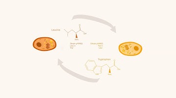 The Development of Complementary Auxotrophic Strains As a Biocontainment Strategy...by Anika Zaman