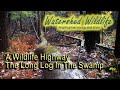 A Wildlife Highway.  The Long Log in The Swamp