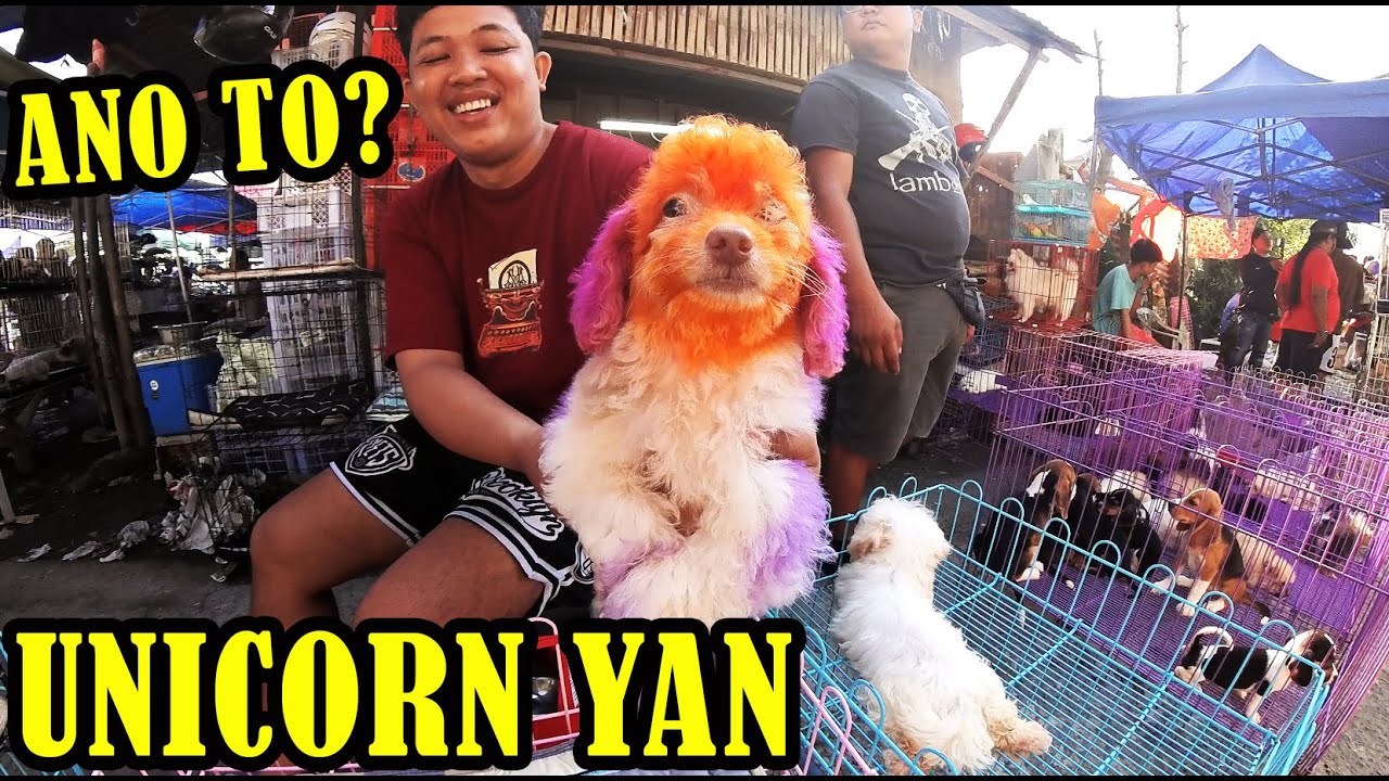 ANONG KLASE TO? KAKAIBA SA LAHAT AAAH PET TIANGGE JAN 16,2025