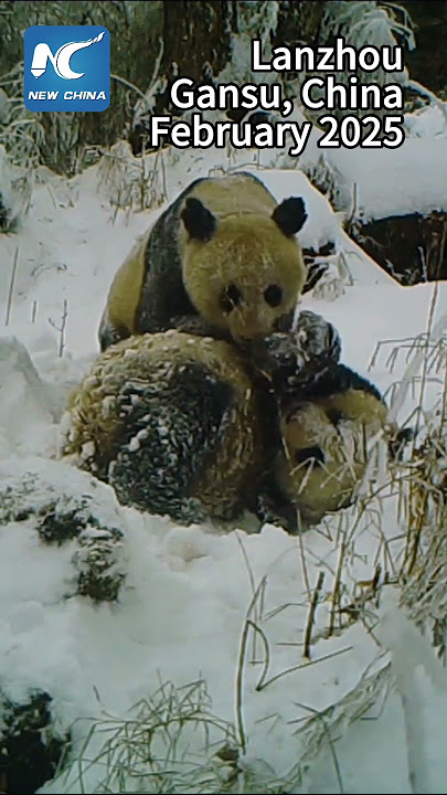 Rare footage captured of wild giant pandas mating in NW China