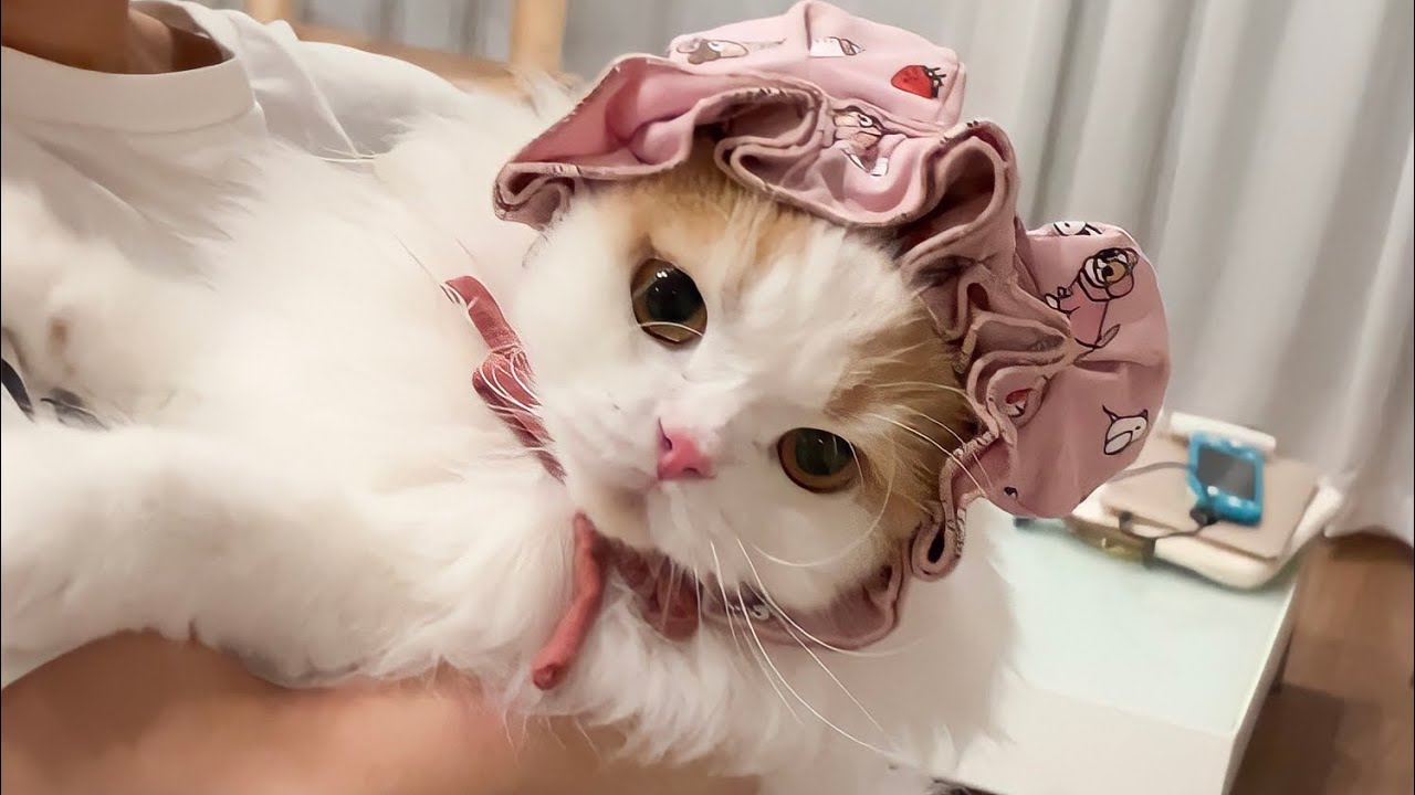 じゃれねこ『6月☆73 レモン×うさぎ♡』 じゃれねこ『6月☆73 レモン
