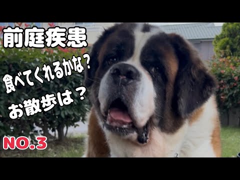 【セントバーナード】前庭疾患ももちゃんのお散歩の様子は?食欲は?足どりフラフラで全く食べないから少しづつでも良いから食べてほしいと願っています。