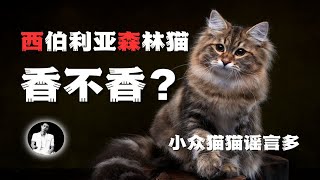 给喜欢西伯利亚森林猫和将要养的你一些建议