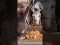 Rescued donkeys in the palestinian city of nablus eating apples