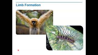 Biology Lecture 9 1I   Limb Formation