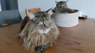 Moments from the past week | Norwegian Forest Cats by Roy and Moss 1,011 views 1 month ago 1 minute, 43 seconds