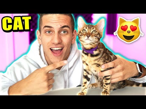 buying-a-$10,000-bengal-tiger-kitten!-cute-cats-vs-exotic-pets!-🐈-(moosecraft's-new-cat)