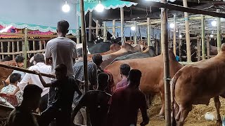 গরু নিয়ে টানাটানি মধ্যরাতে কাজির বাজারের পরিস্থিতি। সিলেট