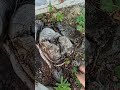 Красиво оформени СМОКИНИ след измръзване преди години в гр Симитли 21 07 2025 г Garden Nature Красиво оформени СМОКИНИ след измръзване преди години в гр Симитли 21 07 2025 г Garden Nature