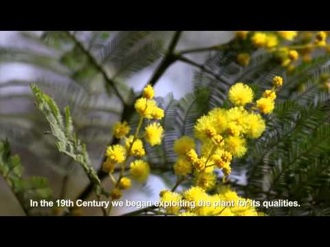 Video: Mimosa (57 Fotografií): Květina Nebo Strom? Jak To Vypadá? Popis Zahradní Mimózy, Stydlivé A Dalších Typů. Kde To Roste