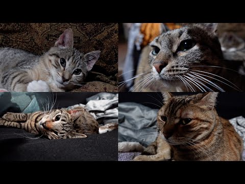 Cats | ASMR