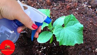 Just 1 tablespoon and Cucumbers will grow crazy overnight.