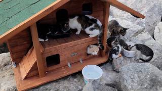 I Never Had Enough Room for Every Street Cat, So I Built Them a Village