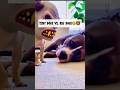 POV: Your tiny dog thinks he’s a monster #shorts #viral #funny #dog