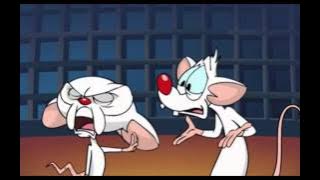 Watch Brain Finally B*tch Out Pinky For Being Such An Idiot