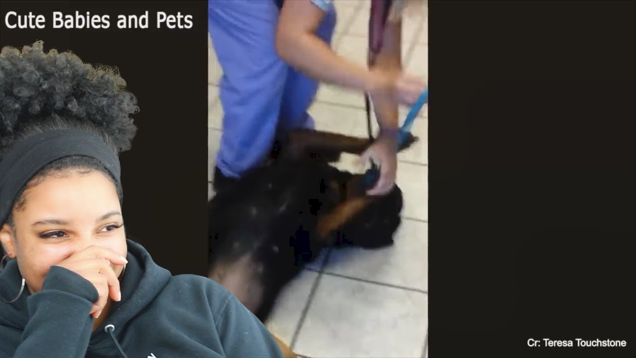 DOGS Acting Up At The VET Funniest REACTIONS Reaction YouTube
