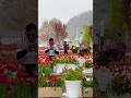 Tulip Garden Srinagar mesmerising #kashmir #nature #naturelovers #flowers #tulipgarden