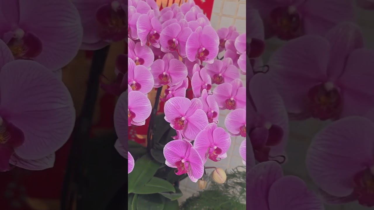beautiful pink orchids 