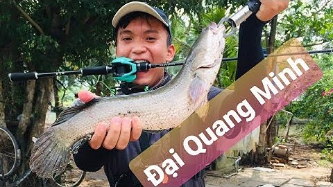 ĐQM mùa cá về (hồ  Đại Quang Minh  Bình Chánh tp Hồ Chí Minh P1) |These snakeheads are really big