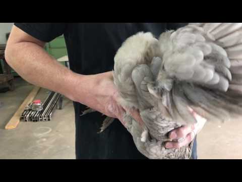 Spraying Chickens with Poultry Spray to treat Mites & Lice