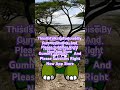 Talking Tortoise Gameplay Gummy Studios