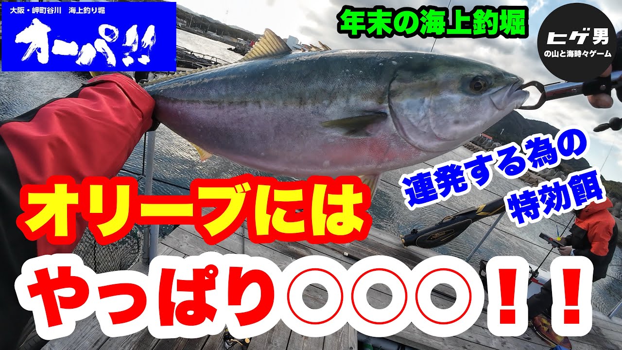 【海上釣堀】海上釣堀オーパ！！でオリーブメジロ連発！特効エサは○○〇！