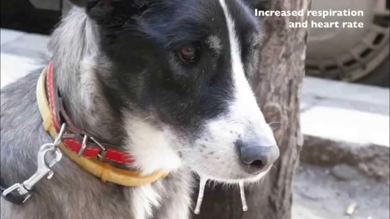 Сильное слюноотделение у собаки. Обильное слюноотделение у собаки. Стресс у собаки. Сигналы примирения у собак. Собачка стрессующая.