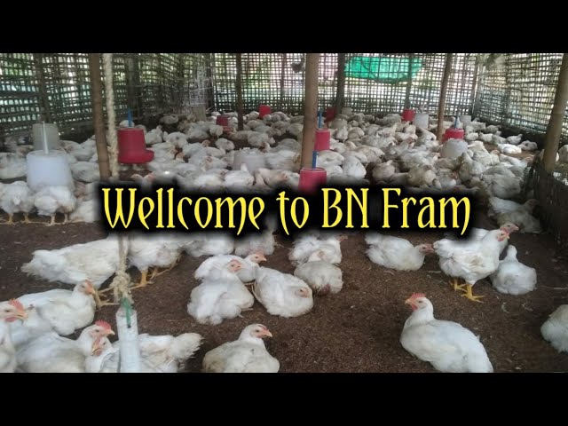 Boiler And Pigeon Fram || BN Farm class=