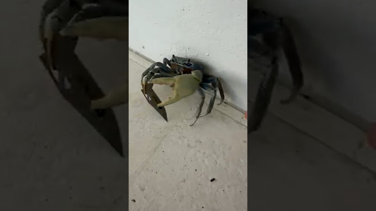 Dog confronts blade-wielding crab in Florida backyard