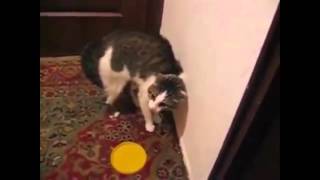 Говорящий кот...потрясение..уйди-уйди-уйди Говорящий кот...потрясение..уйди-уйди-уйди