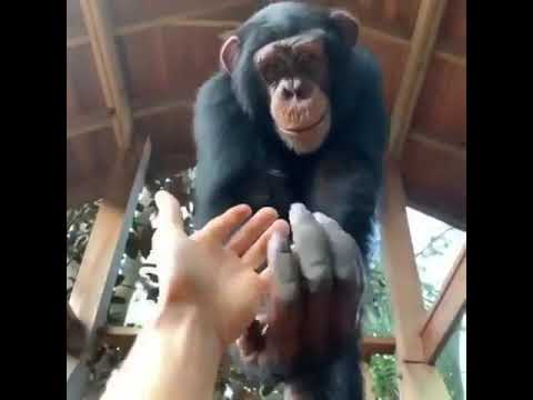 Monkey Bro Helps Out