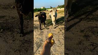 Pani lao re😂😂#comedy #baffalo #animals #buffalocheck #funny